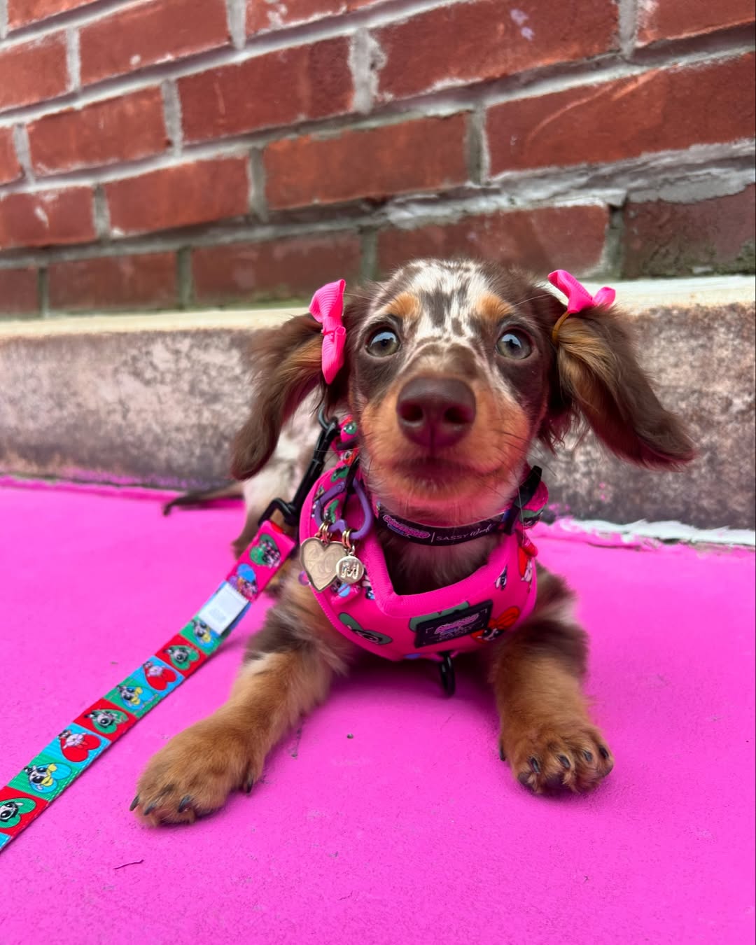 mini dachshund puppies for sale USA
