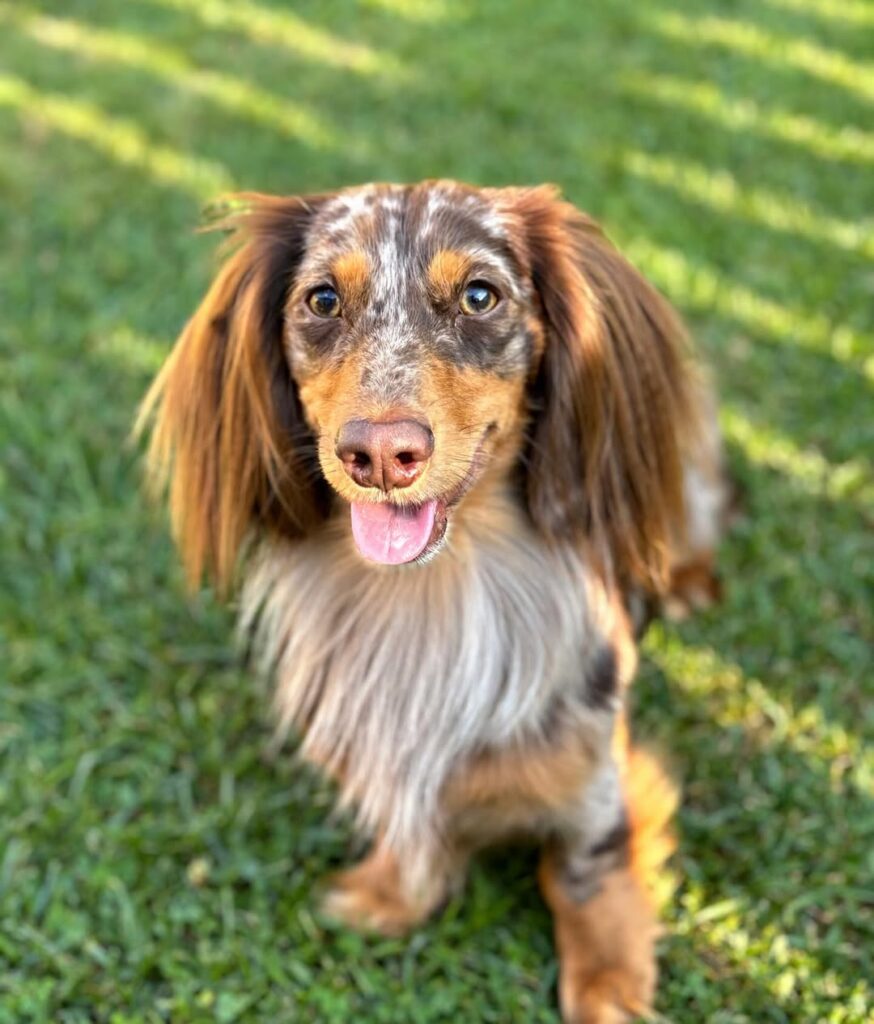 mini dachshund puppies for sale USA