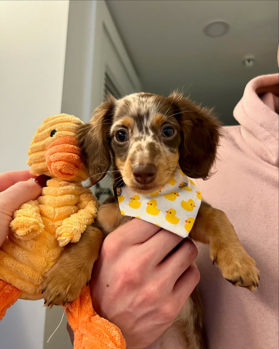 mini dachshund puppies for sale USA