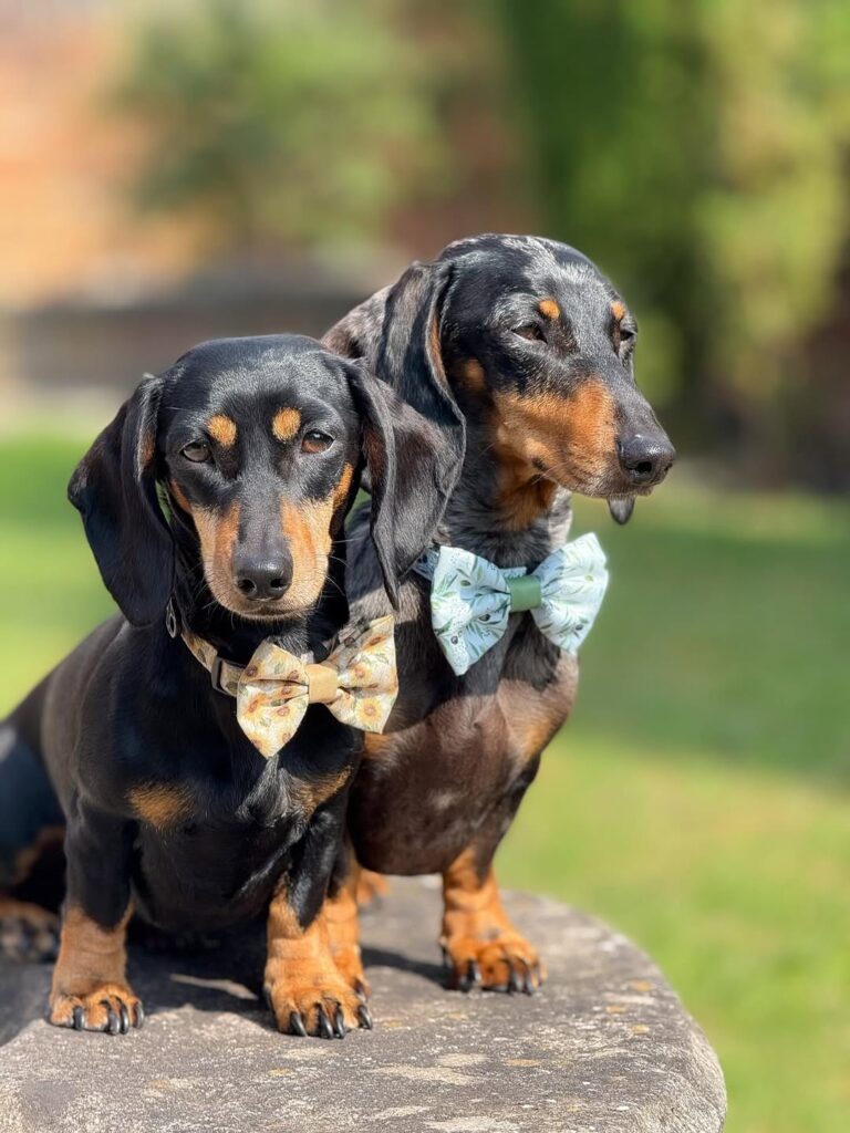 mini dachshund puppies for sale USA