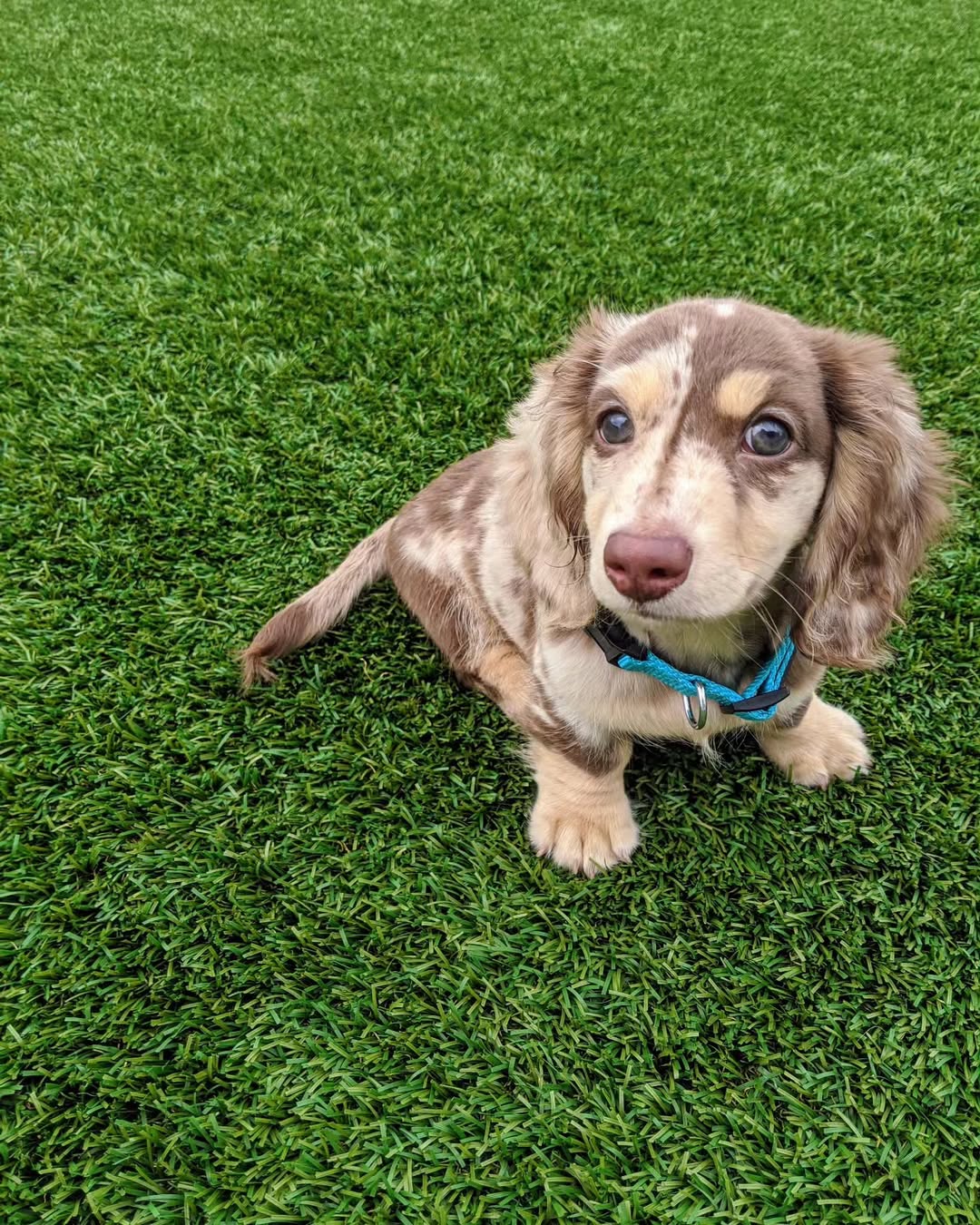 mini dachshund puppies for sale USA