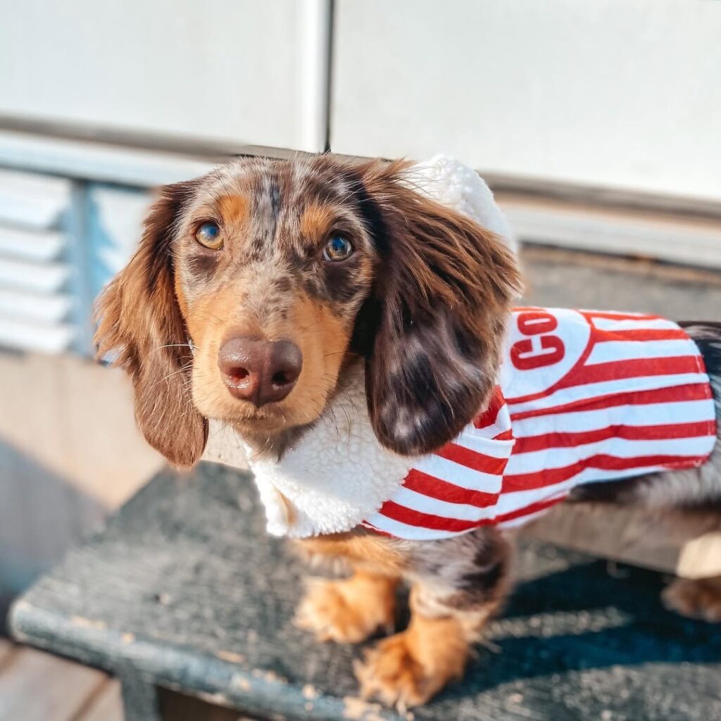 long-haired dachshund puppies USA